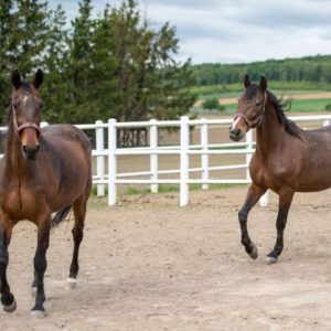 Unser Pferdehof über 130.000m²