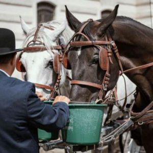 Wasser für unsere Lieblinge